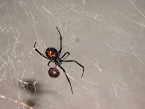 Sacramento-pest-control-black-widows