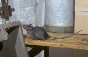 Pinnacle-Pest-Roof-Rat