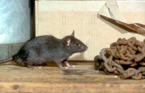 Pinnacle-Pest-Roof-Rat