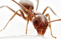 argentine ant